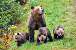 Bears and multiple wildlife species thrive in the North Fork of the Flathead Valley.