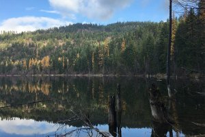 Nesting loons call Alvord Lake home.