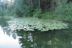 Alvord Lake - lilly pads