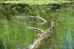 The Elk Flats Neighbors Project protects extensive riparian features.