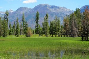 Vital Ground teamed up with 6 landowners in northwest Montana to 300 acres of wildlife habitat.
