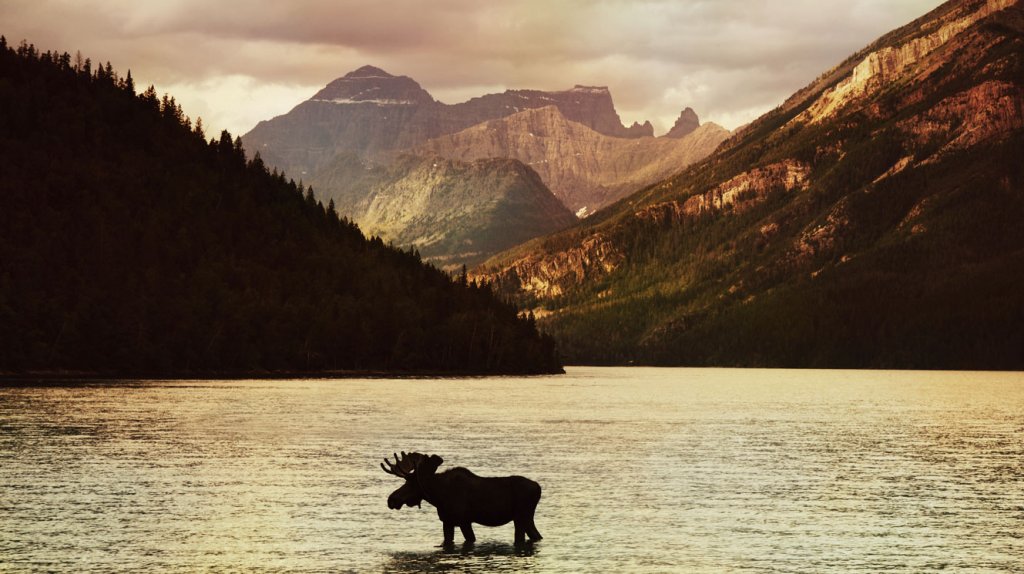 Photo of bull moose standing in mountain lake