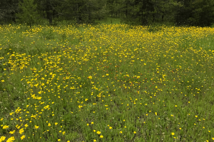 Wildflowers are plentiful in spring on the Polebridge Palace property.