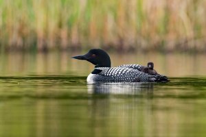 Common loons nest on Alvord Lake.