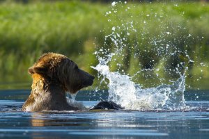 Grizzly bear splashing water.