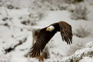 bald-eagle-praw_Philp_DeManczuk_1020x680