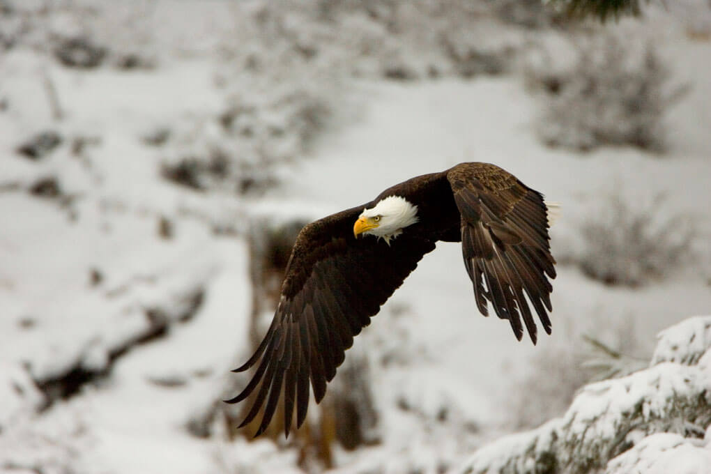 bald-eagle-praw_Philp_DeManczuk_1020x680