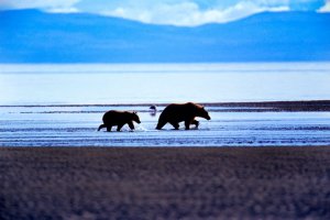kenai-bears-Philip_Demanczuk_1020