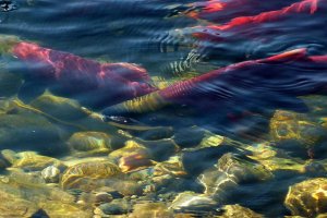 sockeye-salmon-pixab1020x680