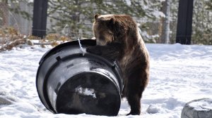Grizzly testing bear-proof garbage can