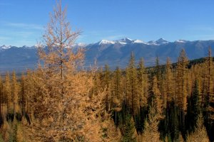 swanlarch_rick_mace_1020