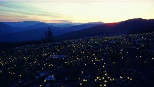 Lance Schelvan photo of Yaak wildflowers at sunset
