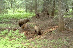 Trail camera photo of sow grizzly and two cubs at a hair corral study site in the Cabinet-Yaak Ecosystem