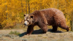 Photo of grizzly bear and aspens in fall color