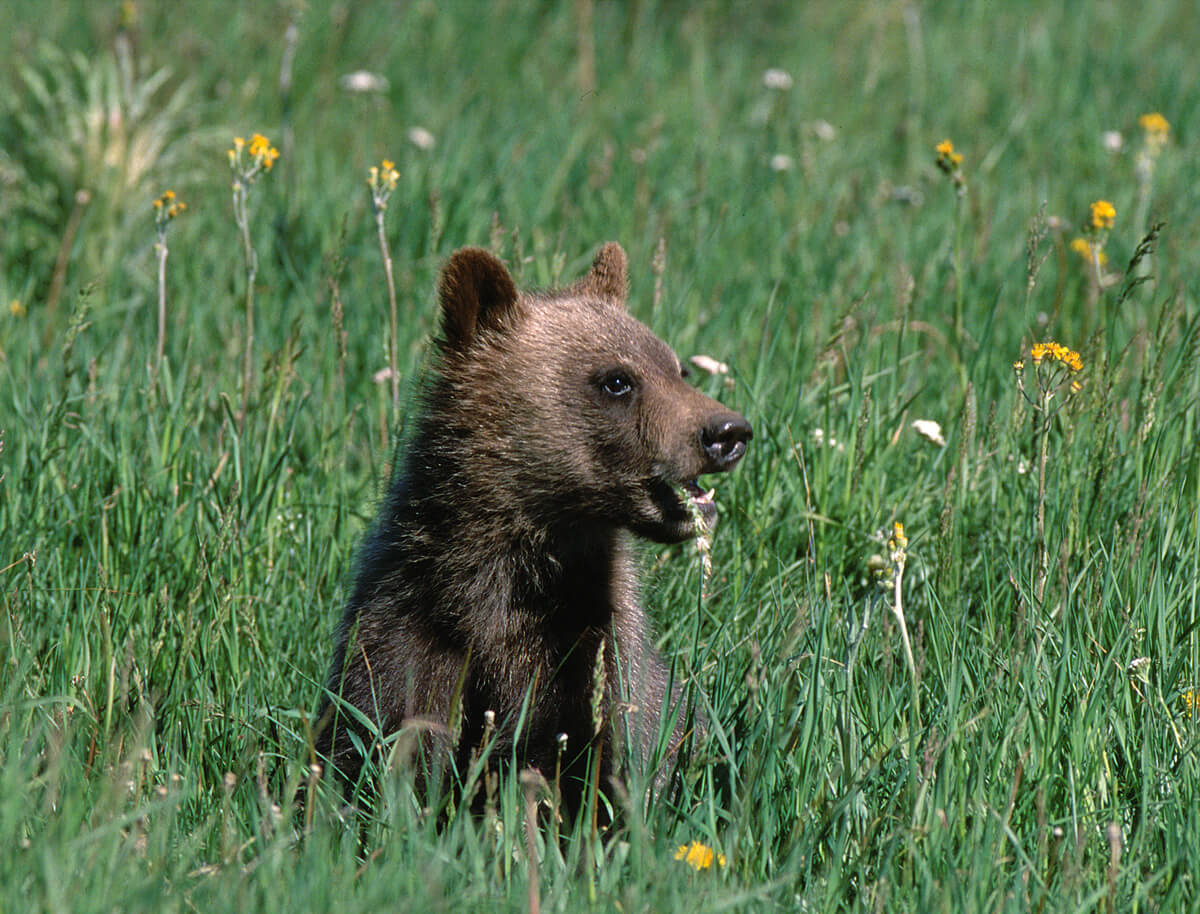 Grizzly bear cub chewing grass