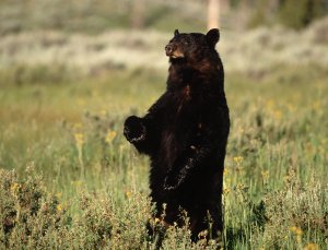 Black bear standing on hind legs