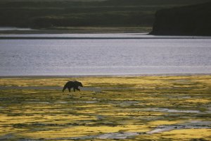 Larry_aumiller_griz_estuary_1020x680
