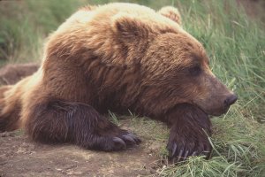 Larry_aumiller_griz_resting_1020x680