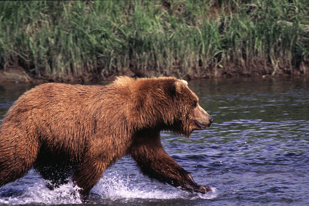 Larry_aumiller_griz_walk_1020x680