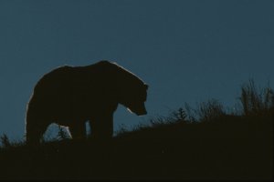 Larry_aumiller_silhoutte_1020x680