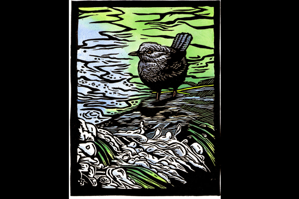 American dipper by Claire Emery