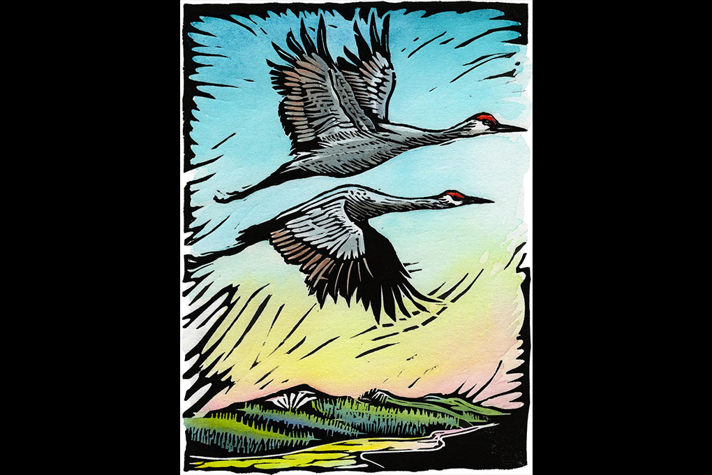 Sandhill cranes by Claire Emery