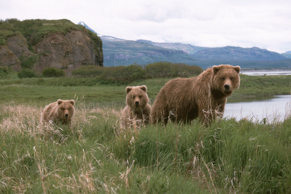 Grizzly family in Katmai NPP