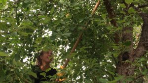 Apple picking