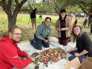 Volunteers cleaning apples