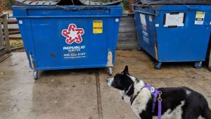 WK-9-indicates-bear-tried-to-get-into-bear-resistant-dumpster