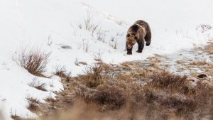 Grizzly boar in spring snow