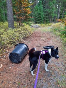 Joni tracking me to trash can dragged by a black bear