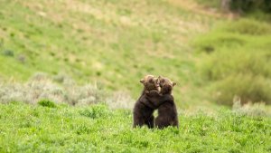 Grizzly cubs playing in meadow