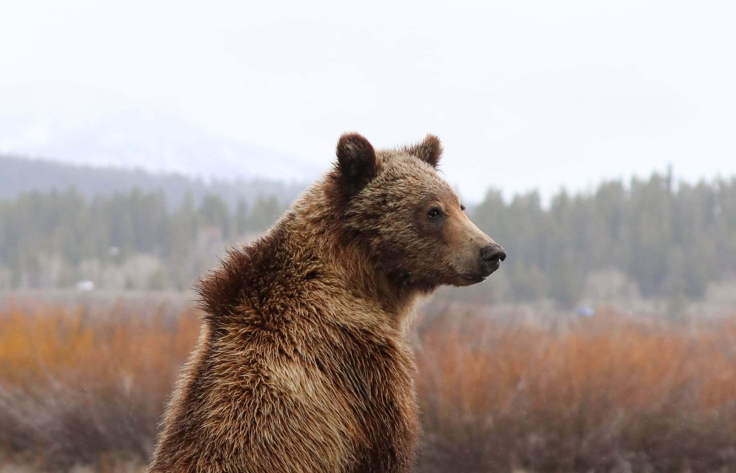 ChrissyShammas_Grizzlyprofile