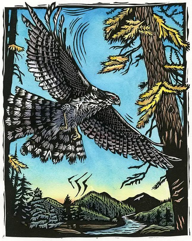 Scan of Claire Emery print that's featured in the 2026 calendar which depicts a goshawk flying by a tree with mountains in the background